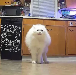 👹 cat, white cat, fluffy, animal, pet, domestic animal telegram sticker