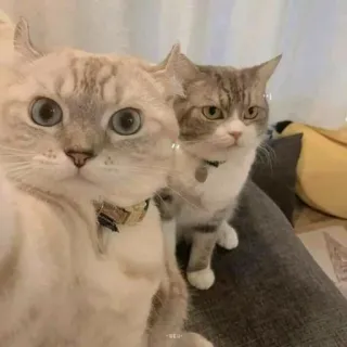 🧩 gatti, animali, animali domestici, selfie, carino, animali domestici, felini telegram sticker