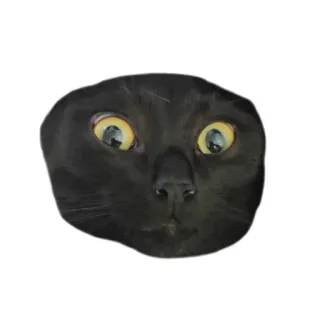 🤥 gato, gato negro, animal, ojos, asustado telegram sticker