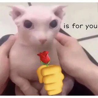 🌹 is for you chat, rose, amour, emoji, sphynx, saint-valentin telegram sticker