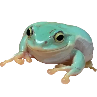 ❤️ rã, anfíbio, animal, verde, vida selvagem whatsapp sticker