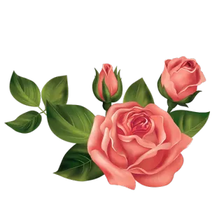 💐 роза, цветок, цветы, растение, природа, цветение, листья telegram sticker
