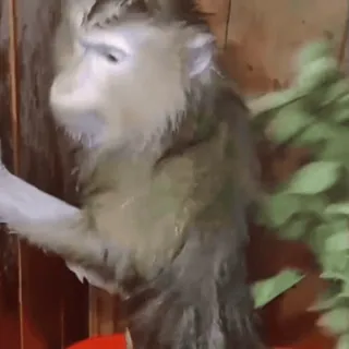😘 monkey, animal, wildlife, primate, cute, wet, shower telegram sticker