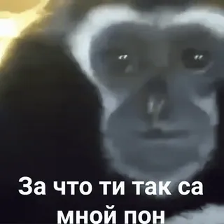 🐒 За что ти так са мной пон scimmia, gorilla, animale, scimmia antropomorfa, primate whatsapp sticker