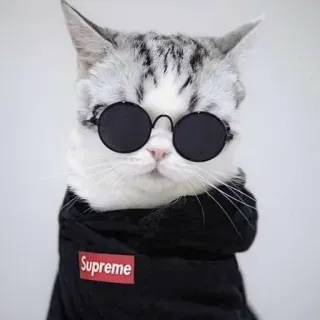 😎 Supreme gatto, occhiali da sole, moda, stile, animale, carino, abbigliamento, animale domestico telegram sticker