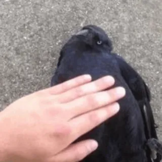 ⚫️ burung, gagak, tangan, hewan peliharaan, domestik telegram sticker