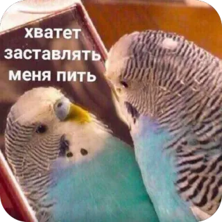 🫥 хватет заставлять меня пить parakeet, bird, meme, mirror, alcohol, funny, pet telegram sticker
