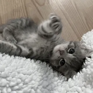 🤍 gatinho, gato, animal, animal de estimação, fofo, cinza, felino, doméstico telegram sticker