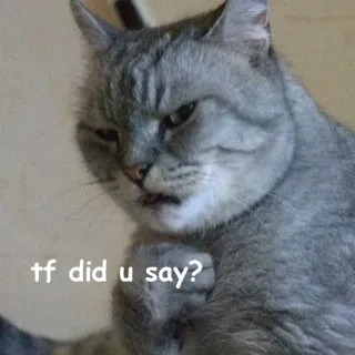 😒 tf did u say? kot, mem, śmieszne, zwierzę, pytanie telegram sticker