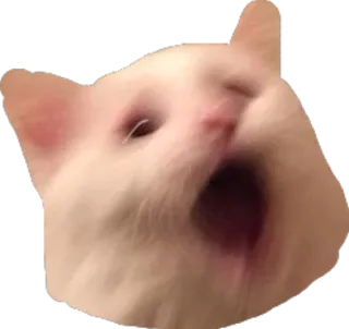 😯 cat, animal, meme, yawning, white cat telegram sticker