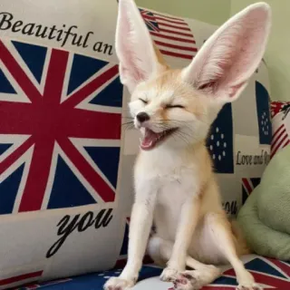 🦊 Beautiful and you whatsapp sticker
