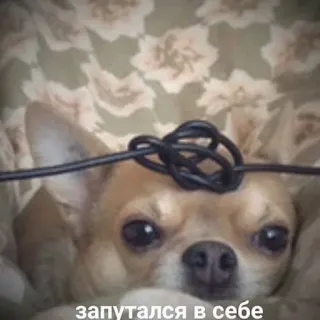🤯 запутался в себе 狗, 吉娃娃, 金属丝, 搞笑, 动物, 结 telegram sticker