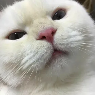 🐾 cat, white cat, animal, pet, cute, funny, meme telegram sticker