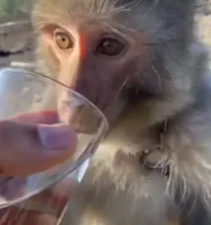 🚰 aap, drinken, dier, glas, wildlife, zoogdier whatsapp sticker