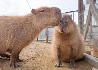 👅 capybara, animaux, mignon, rongeurs, amitié whatsapp sticker