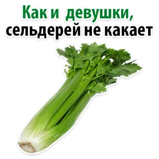 Facts About Celery @stickersb2b telegram stickers