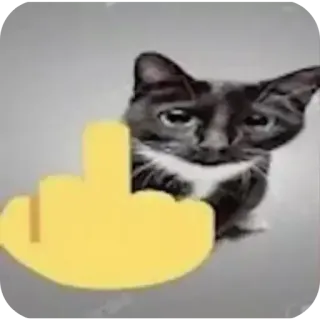 😡 gatto, dito medio, offensivo, adesivo, animale telegram sticker