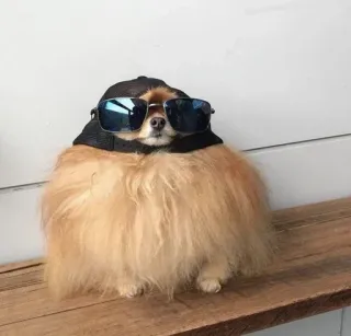 😎 cachorro, óculos de sol, animal de estimação, animal, fofo, pomerânia, chapéu telegram sticker