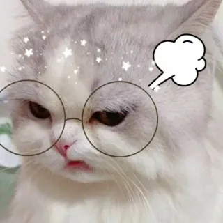 😾 cat, glasses, sticker, angry, cute, animal telegram sticker