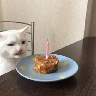 🥳 cat, birthday, cake, candle, pet, animal, meme, funny telegram sticker