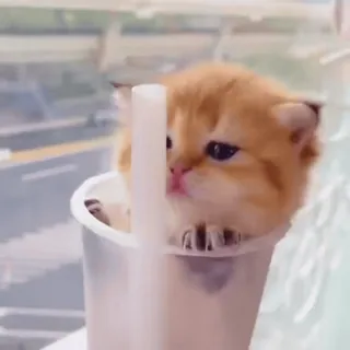 🍹 chaton, chat, mignon, animal, animal de compagnie, boisson, tasse, adorable whatsapp sticker