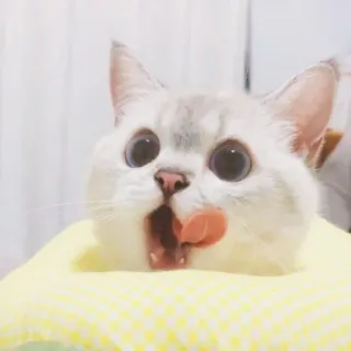 🐱 cat, licking, cute, animal, pet, kitten whatsapp sticker