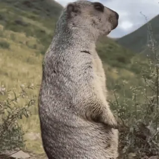 🦫 Allan the screaming marmot Allan the screaming marmot meme telegram sticker