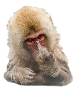 🖕 scimmia, dito medio, offensivo, animale, primate, maleducato whatsapp sticker