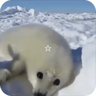 🥰 foca, filhote de foca, ártico, animal, gelo, fofo, vida selvagem whatsapp sticker