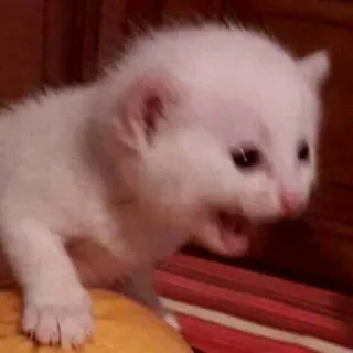 😾 子猫, 猫, 動物, 白い子猫, 可愛い, 小さい, ペット telegram sticker