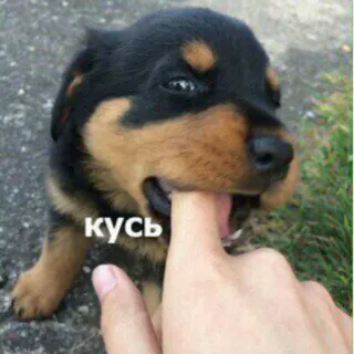 😏 кусь щенок, собака, кусается, милый, ротвейлер, животное telegram sticker