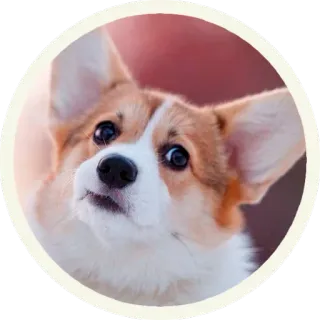 🤔 собака, корги, животное, питомец, милый whatsapp sticker