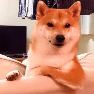 🤓 dog, shiba inu, animal, pet, cute, funny telegram sticker