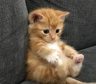 😠 고양이, 새끼 고양이, 귀여운, 애완 동물, 동물, 고양이과, 집고양이, 주황색 telegram sticker