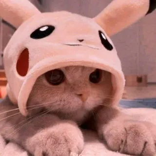 😻 Pikachu Pokémon gato, gatinho, pokemon, pikachu, cosplay, animal, fofo telegram sticker