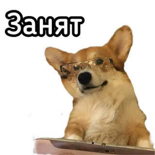 👨‍💻 Занят corgi, hond, bril, bezig, russisch, sticker telegram sticker
