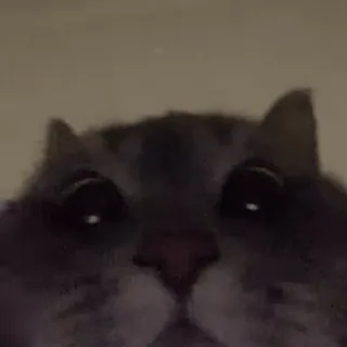 ❤️ 猫, 動物, ペット, 可愛い, ネコ科, 家庭的, 哺乳類 telegram sticker