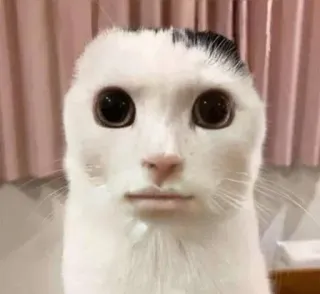 😶 chat, drôle, mème, animal, animal de compagnie, humour telegram sticker