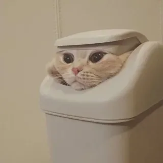 🐾 猫, 動物, 面白い, 可愛い, ペット, ゴミ箱, 愛らしい telegram sticker