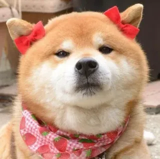 😒 chien, shiba inu, mignon, animal, noeuds, fraise, animal de compagnie, kawaii telegram sticker