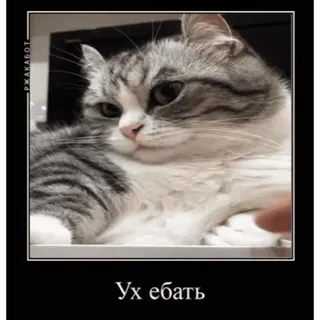 👍 Ух ебать mèo, meme, xúc phạm, nga, hài hước telegram sticker