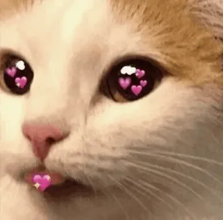 🍥 gato, corações, amor, fofo, animal, animal de estimação telegram sticker