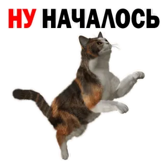 😂 НУ И НАЧАЛОСЬ gato, engraçado, meme, russo, humor, animal whatsapp sticker