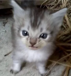 😡 gatinho, gato, fofo, animal, animal de estimação telegram sticker