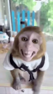 ☺️ monkey, animal, primate, funny, creepy, anthropomorphic telegram sticker