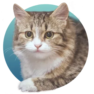 😒 chat, animal de compagnie, animal, mignon, félin, chat domestique, mammifère telegram sticker