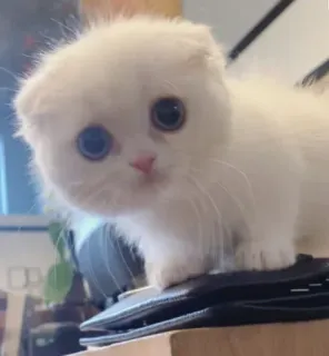 😋 котёнок, кошка, милый, домашнее животное, животное, шотландская вислоухая telegram sticker