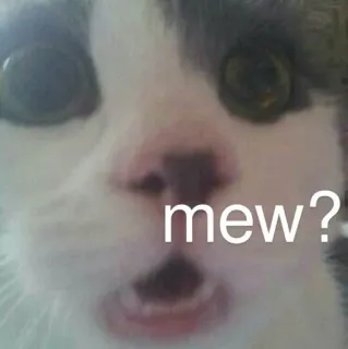 ❔ mew? cat, meme, animal, cute, pet telegram sticker