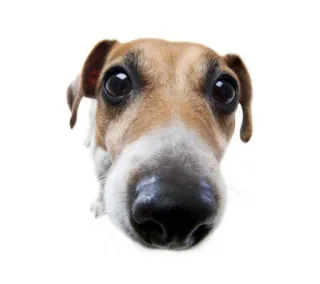 🌟 chó, động vật, thú cưng, động vật có vú, vật nuôi, giống chó telegram sticker