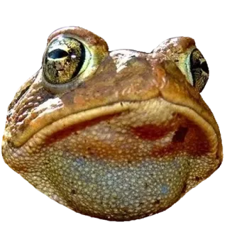 ❤️ rã, sapo, anfíbio, animal, natureza, vida selvagem whatsapp sticker